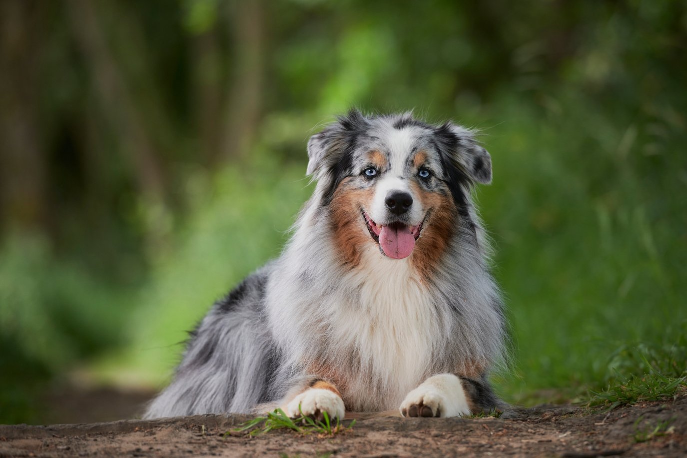 Australian Shepherd