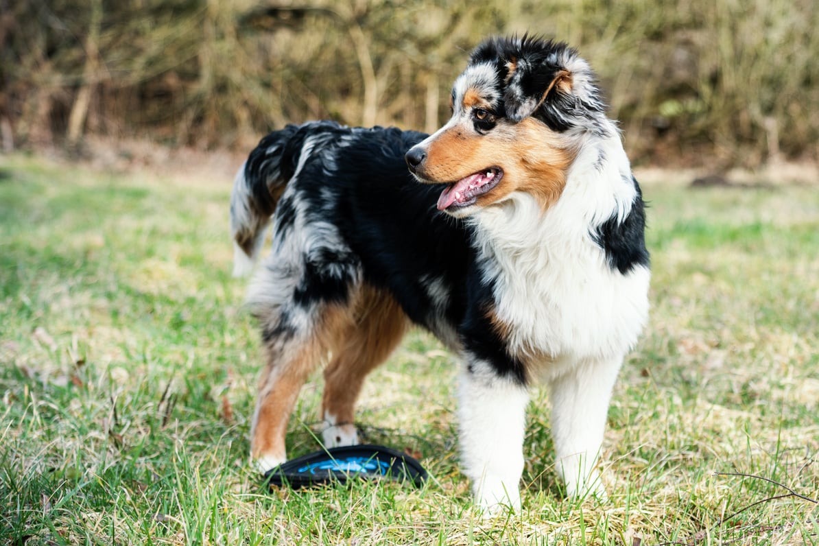 Australian Shepherd puppy.