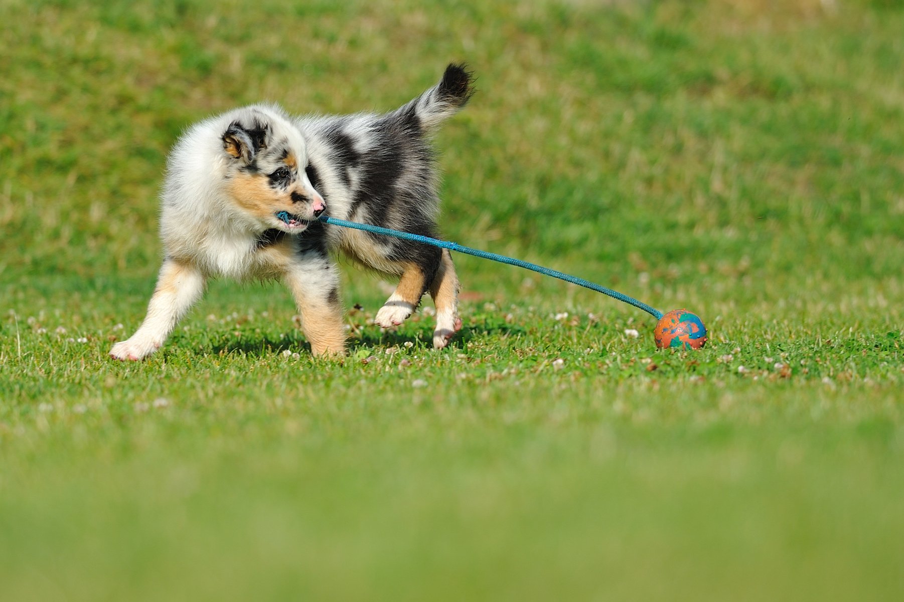 Australian Shepherd aussie puppy with toy