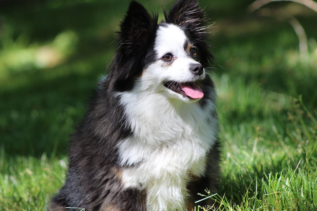 Toy Australian Shepherd